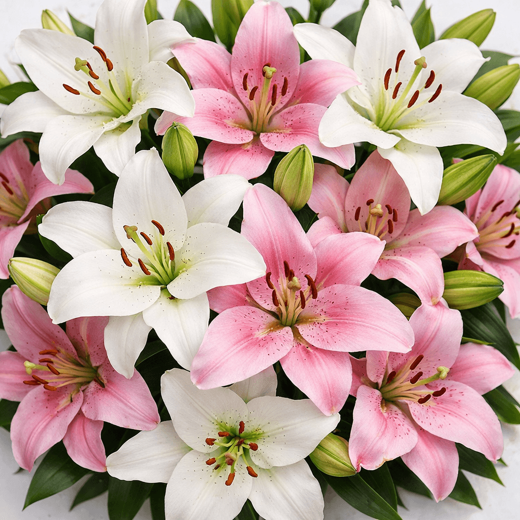 Lilyumlar
