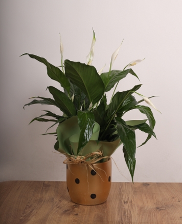Bar iei (Spathiphyllum)  Doalln ve Zarafetin Bulumas