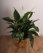 Bar iei (Spathiphyllum)  Doalln ve Zarafetin Bulumas