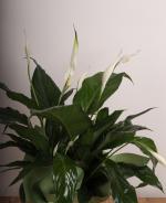 Bar iei (Spathiphyllum)  Doalln ve Zarafetin Bulumas