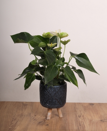 Beyaz Anthurium (Flamingo iei)  Dekoratif Saksda