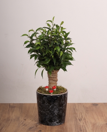Ficus Bonsai  Siyah Mermer Desenli Saksda Mini Aa
