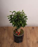 Ficus Bonsai  Siyah Mermer Desenli Saksda Mini Aa