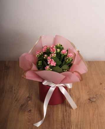 Pembe Kalanchoe Saks Aranjman
