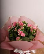 Pembe Kalanchoe Saks Aranjman