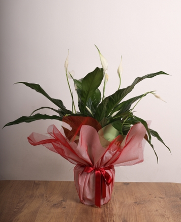 Bar iei (Spathiphyllum)  Zarafet ve Huzurun Bulutuu Nokta