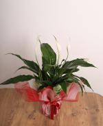 Bar iei (Spathiphyllum)  Zarafet ve Huzurun Bulutuu Nokta