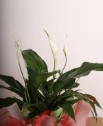 Bar iei (Spathiphyllum)  Zarafet ve Huzurun Bulutuu Nokta