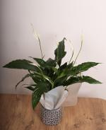 Bar iei (Spathiphyllum)  Dekoratif Desenli Saksda