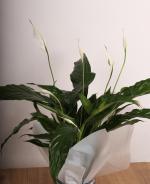 Bar iei (Spathiphyllum)  Dekoratif Desenli Saksda