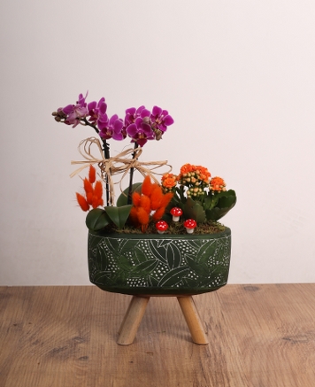 Orkide ve Kalanchoe Tasarm Saks Aranjman