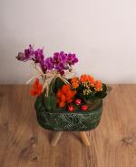 Orkide ve Kalanchoe Tasarm Saks Aranjman