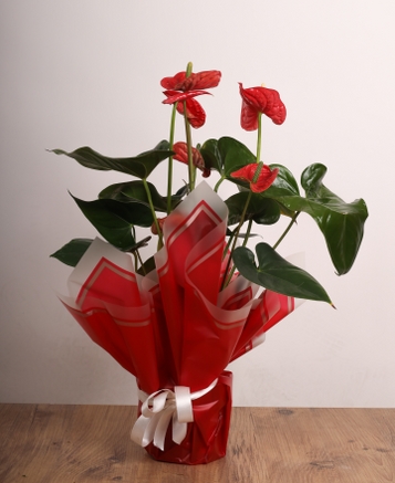 Krmz Anthurium (Flamingo iei)  k Saks Tasarmyla