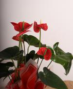 Krmz Anthurium (Flamingo iei)  k Saks Tasarmyla