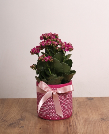 Pembe Saksda Kalano iei  Zarafetiyle Gz Kamatran Hediye Seenei