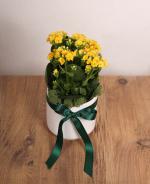 Sar Kalanchoe Saks iei Canlln ve Umudun Simgesi