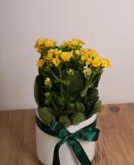 Sar Kalanchoe Saks iei Canlln ve Umudun Simgesi