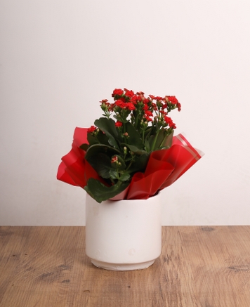 Krmz Kalanchoe Saks iei | Zarif ve Dayankl Ev Bitkisi