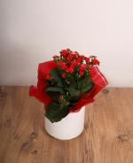 Krmz Kalanchoe Saks iei | Zarif ve Dayankl Ev Bitkisi