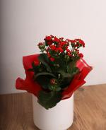 Krmz Kalanchoe Saks iei | Zarif ve Dayankl Ev Bitkisi