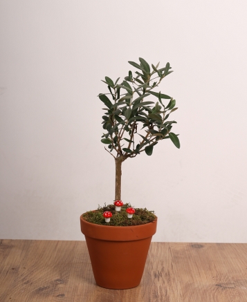 Mini Zeytin Aac  Dekoratif Saksda, Canl Bitki