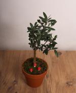 Mini Zeytin Aac  Dekoratif Saksda, Canl Bitki