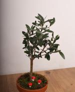 Mini Zeytin Aac  Dekoratif Saksda, Canl Bitki