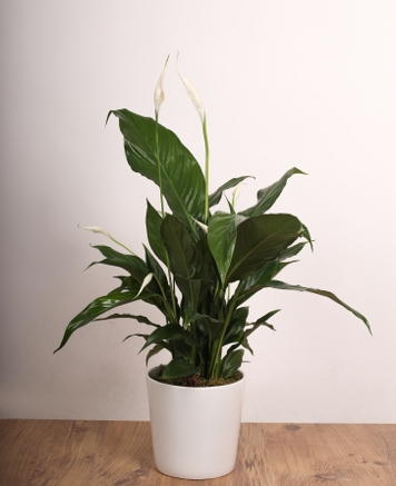 Bar iei (Spathiphyllum)  Huzurun ve Zarafetin Simgesi