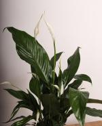 Bar iei (Spathiphyllum)  Huzurun ve Zarafetin Simgesi