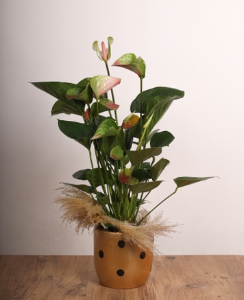Anthurium (Flamingo iei)  Noktal Seramik Saksda k Dekoratif Bitki