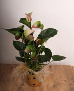 Anthurium (Flamingo iei)  Noktal Seramik Saksda k Dekoratif Bitki