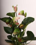 Anthurium (Flamingo iei)  Noktal Seramik Saksda k Dekoratif Bitki