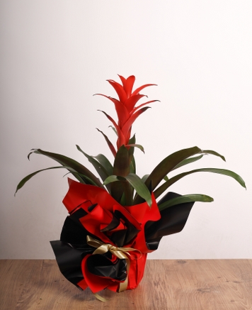 Krmz Guzmania iei  Egzotik Zarafetin Byleyici Hali