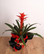 Krmz Guzmania iei  Egzotik Zarafetin Byleyici Hali