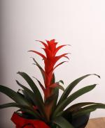 Krmz Guzmania iei  Egzotik Zarafetin Byleyici Hali