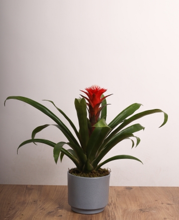 Guzmania  Tropikal Salon Bitkisi