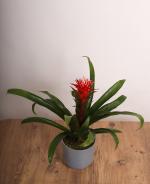 Guzmania  Tropikal Salon Bitkisi