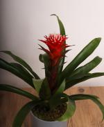 Guzmania  Tropikal Salon Bitkisi