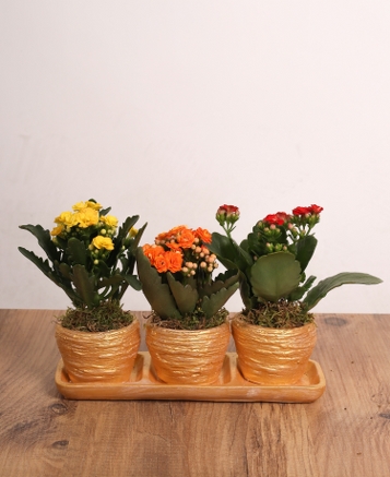 l Renkli Kalanchoe Saks Seti | Dekoratif Sukulent Aranjman
