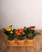 l Renkli Kalanchoe Saks Seti | Dekoratif Sukulent Aranjman