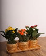 l Renkli Kalanchoe Saks Seti | Dekoratif Sukulent Aranjman