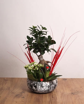 Doal Zarafetin k Yansmas: Bonsai & Sukulent Aranjman