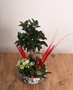 Doal Zarafetin k Yansmas: Bonsai & Sukulent Aranjman