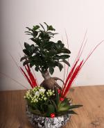 Doal Zarafetin k Yansmas: Bonsai & Sukulent Aranjman
