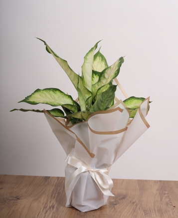 Dieffenbachia 