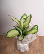 Dieffenbachia 