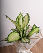 Dieffenbachia 