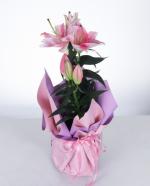 Pembe Lilyum Saks Aranjman Zarafetin ve kln Bulumas