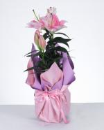 Pembe Lilyum Saks Aranjman Zarafetin ve kln Bulumas