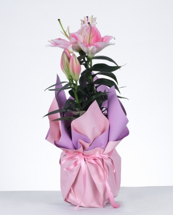 Pembe Lilyum Saks Aranjman Zarafetin ve kln Bulumas